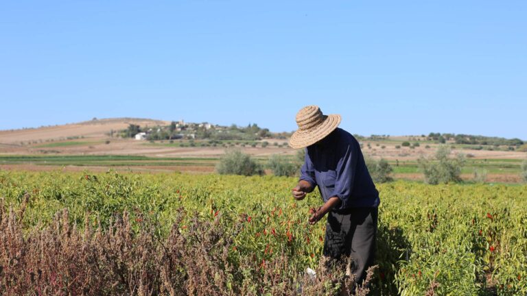 Agricoltura tunisina: dal colonialismo al neoliberismo